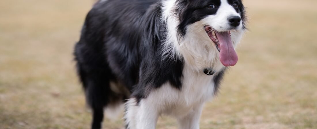 How to Use a GPS Tracker to Train Your Dog’s Recall