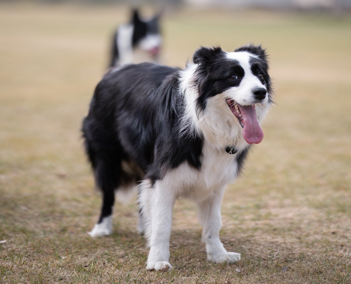 How to Use a GPS Tracker to Train Your Dog’s Recall