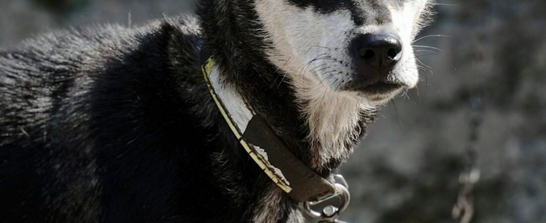 Best GPS Tracker for Escape Artist Dogs (Diggers & Fence Jumpers)