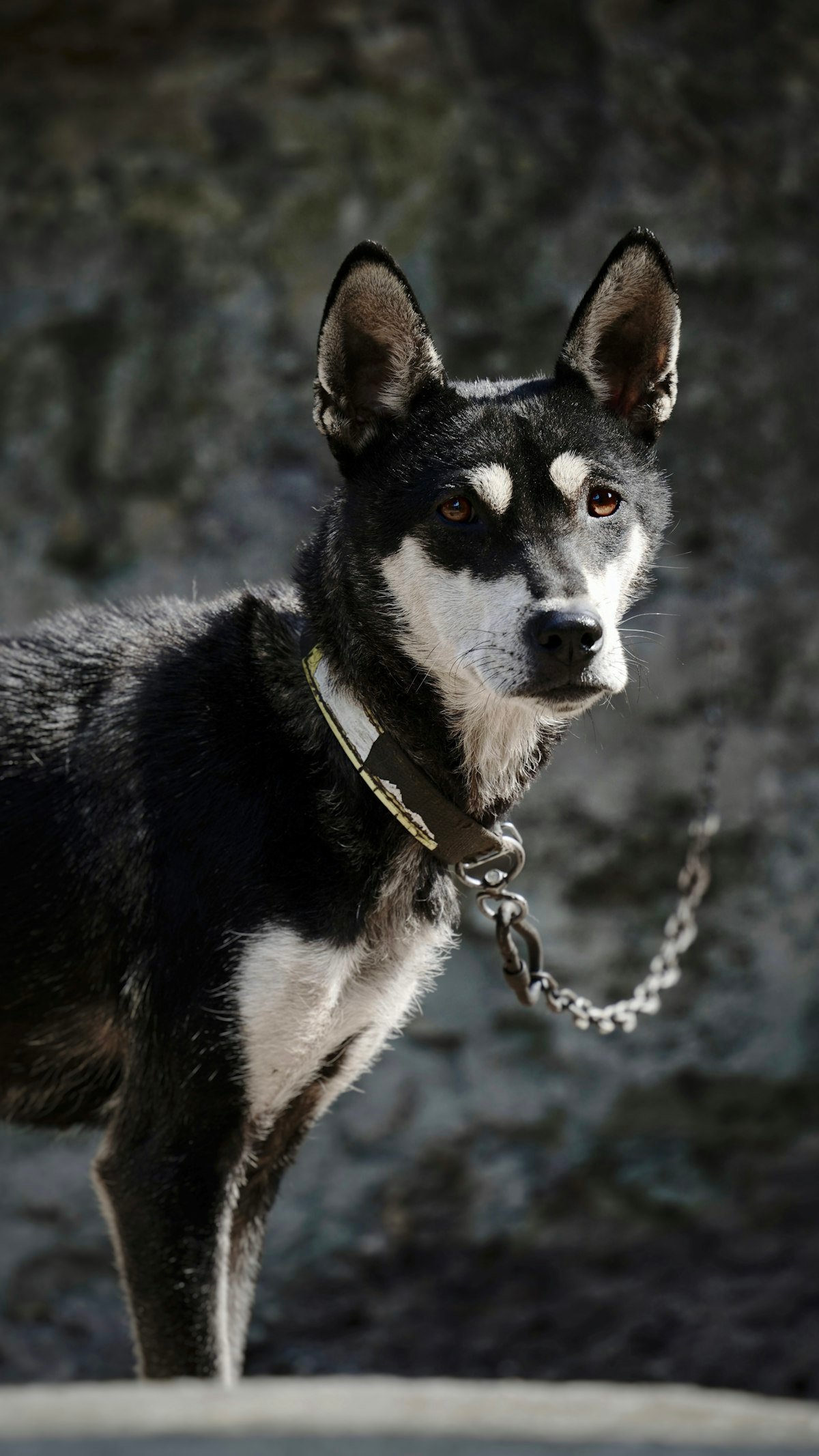 Best GPS Tracker for Escape Artist Dogs (Diggers & Fence Jumpers)