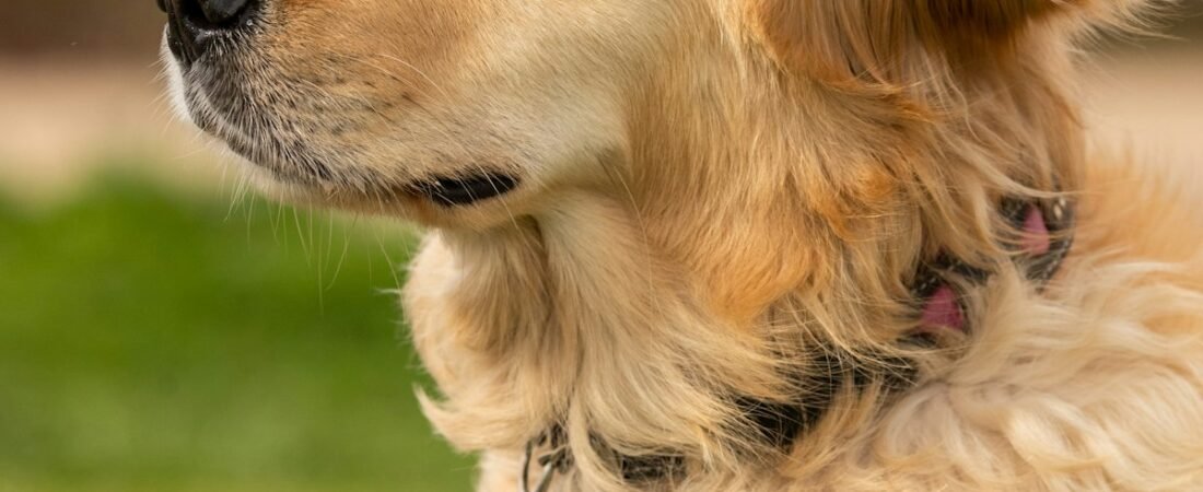 Best No-Subscription Dog GPS Tracker (No Monthly Fee) in 2026