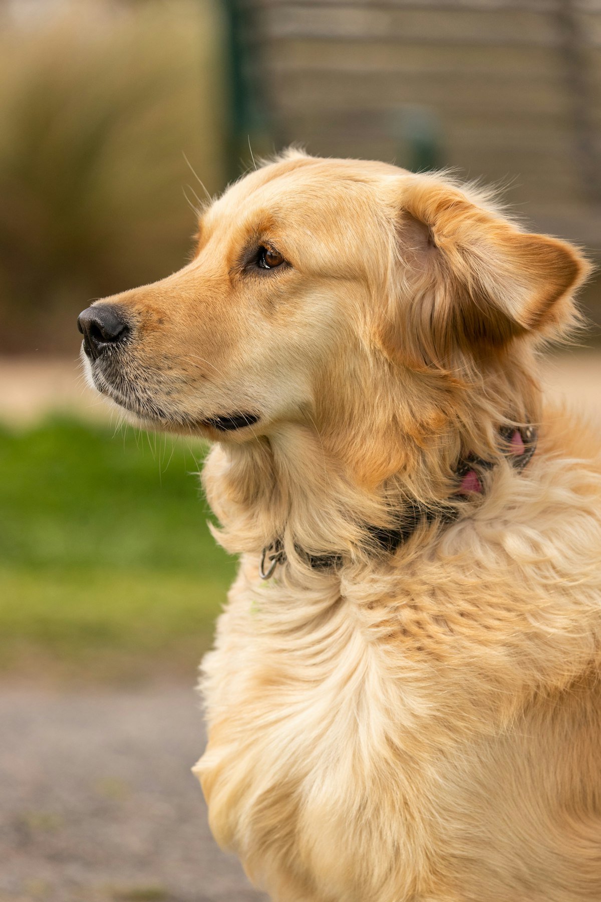 Best No-Subscription Dog GPS Tracker (No Monthly Fee) in 2026