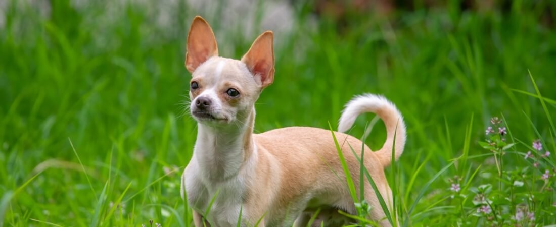 Best GPS Tracker for Small Dogs Under 15 Lbs (Without Weighing Them Down)