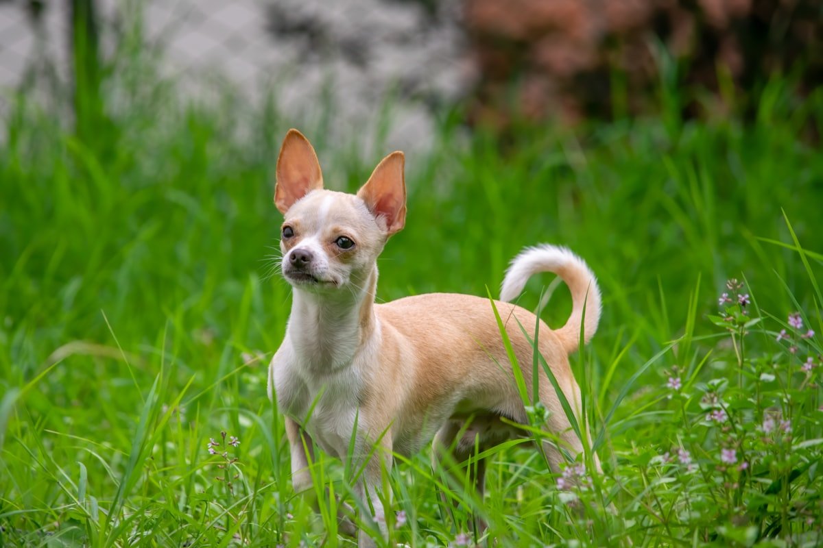Best GPS Tracker for Small Dogs Under 15 Lbs (Without Weighing Them Down)