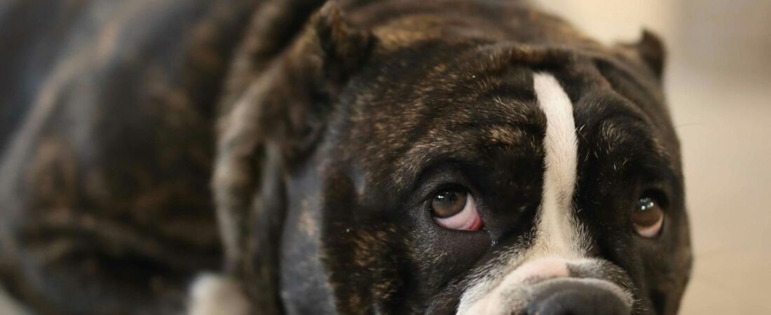 Best GPS Tracker for Dogs With Separation Anxiety (Track Them While You’re at Work)