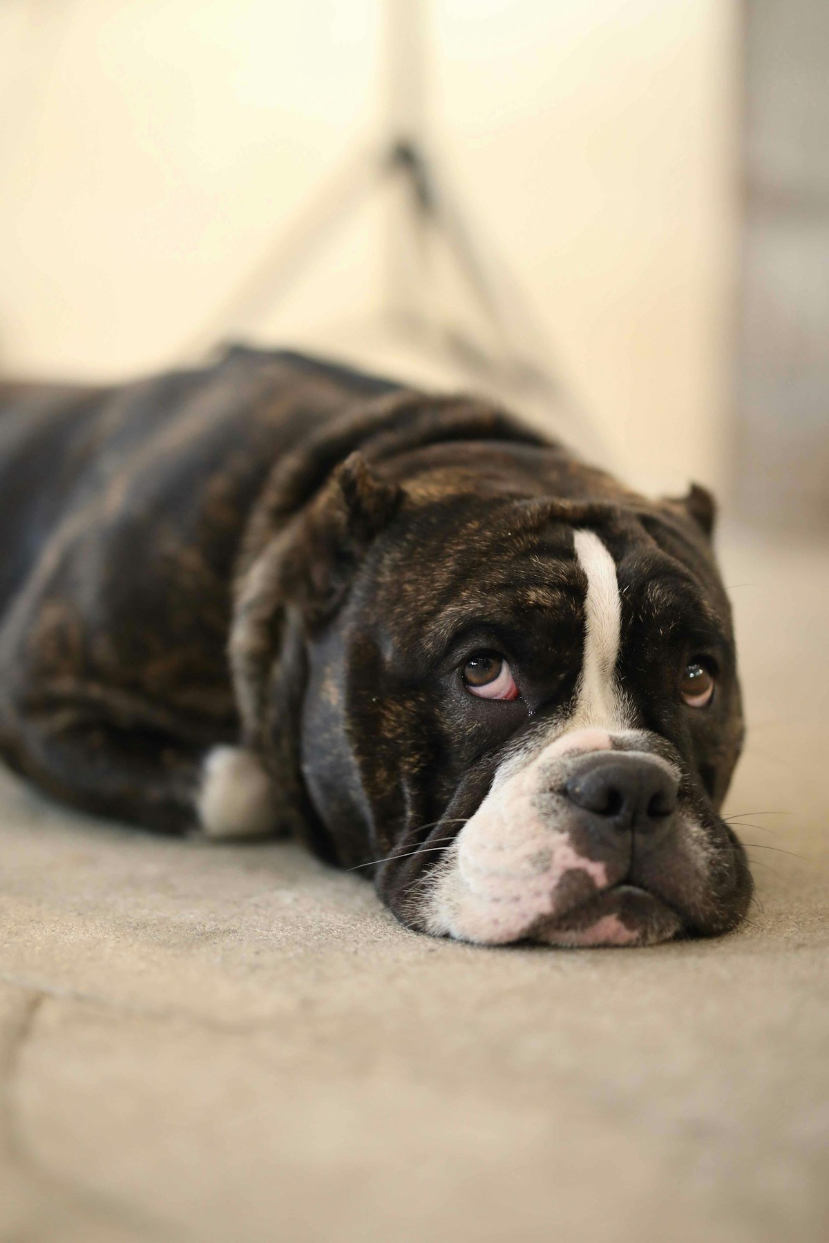 Best GPS Tracker for Dogs With Separation Anxiety (Track Them While You’re at Work)