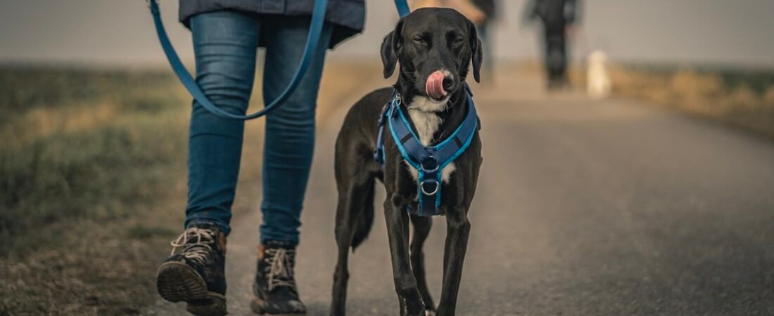 GPS Tracker vs. Microchip: What’s the Real Difference?