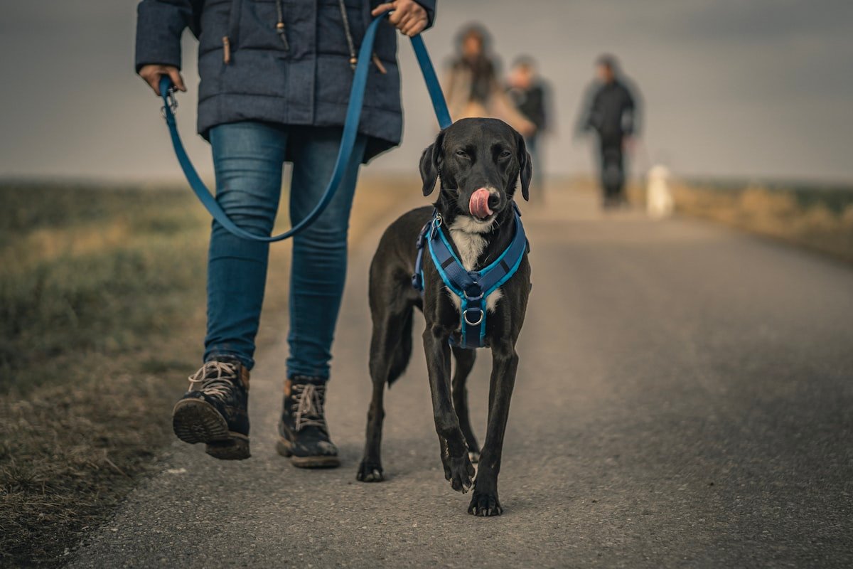 GPS Tracker vs. Microchip: What’s the Real Difference?