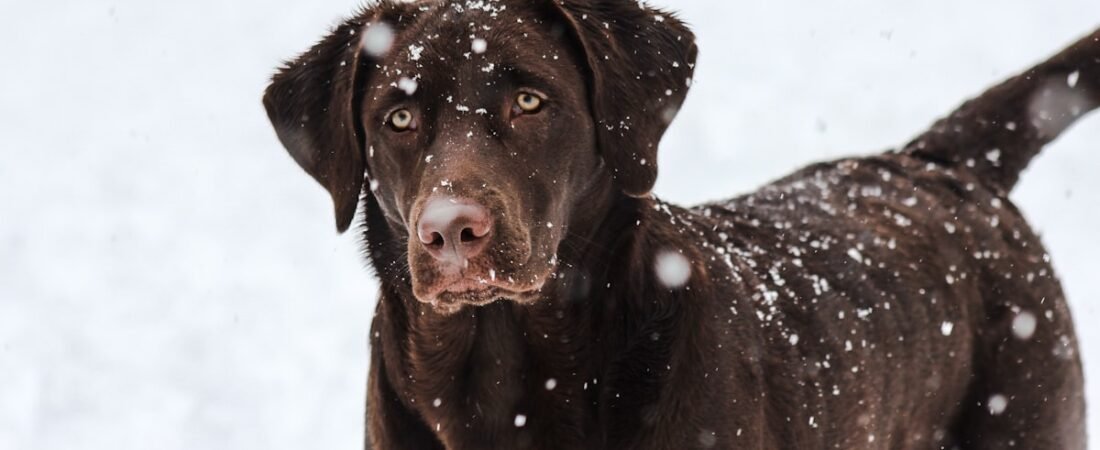 Does Cold Weather Kill GPS Tracker Battery Life? (Winter Dog Safety)