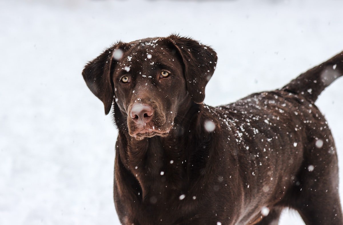 Does Cold Weather Kill GPS Tracker Battery Life? (Winter Dog Safety)