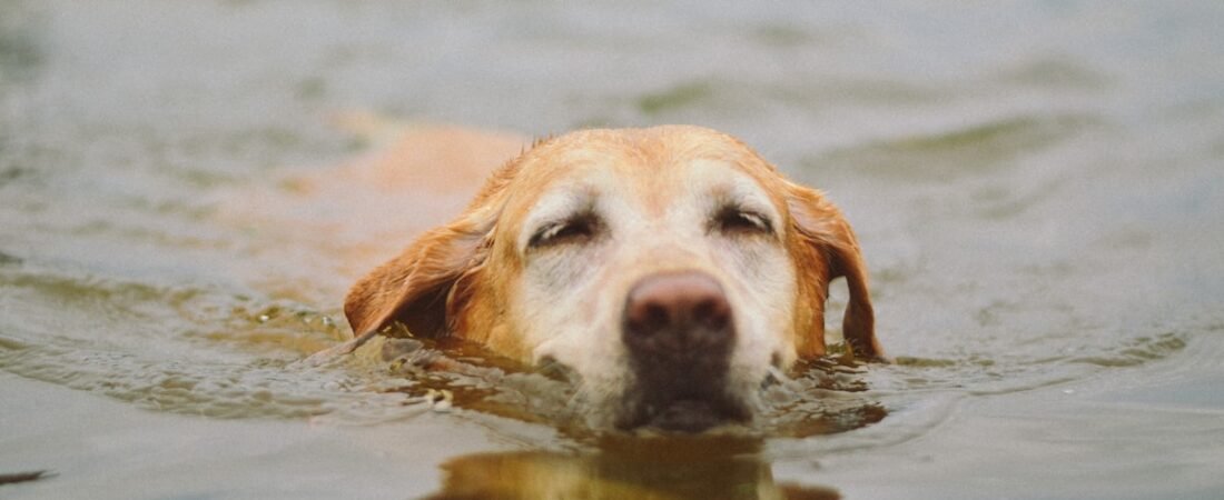 Best Waterproof GPS Tracker for Dogs Who Swim or Hike