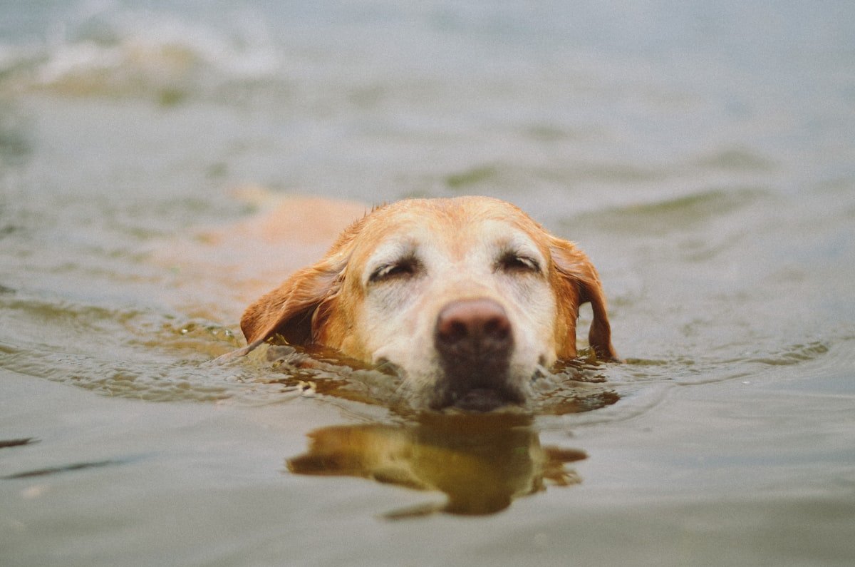 Best Waterproof GPS Tracker for Dogs Who Swim or Hike