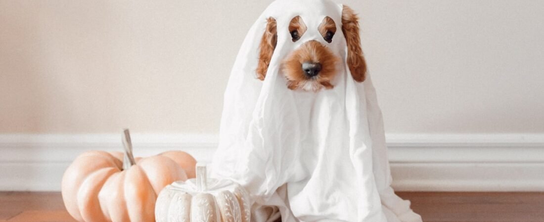 Halloween Pet Safety: Why Your Dog Is More Likely to Escape on Oct 31st