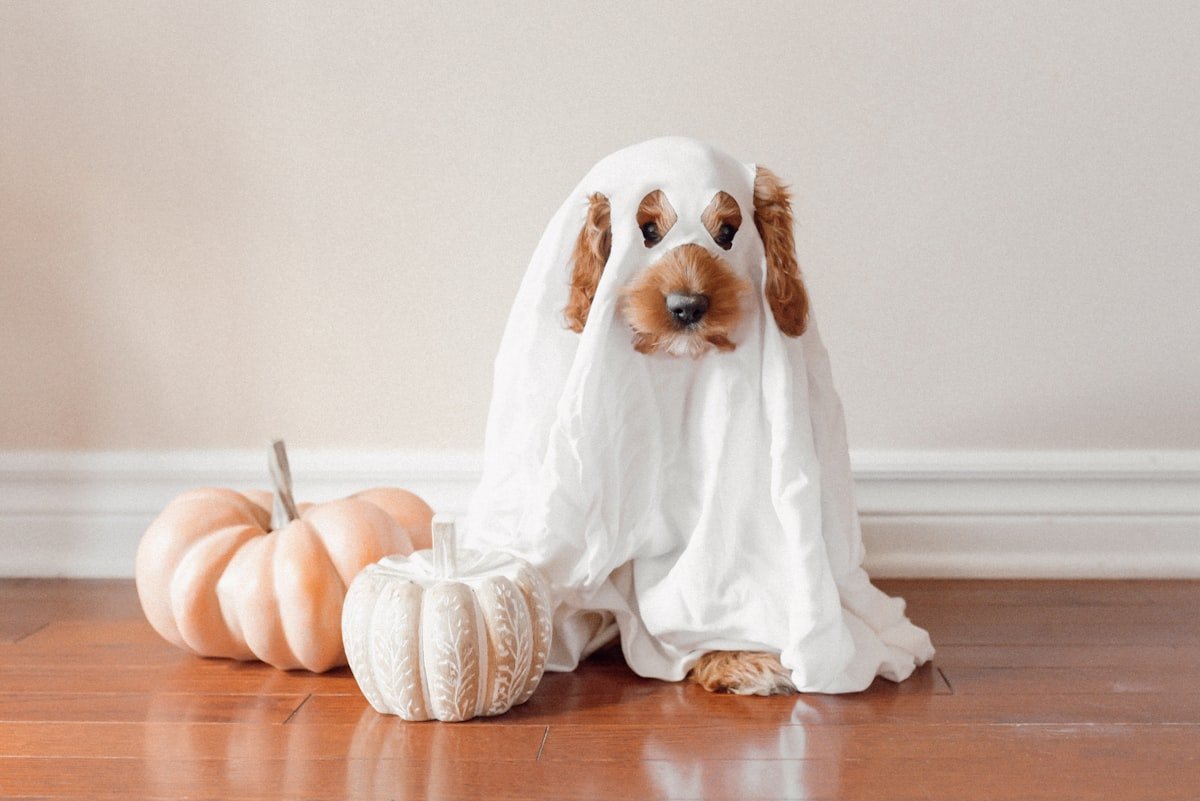 Halloween Pet Safety: Why Your Dog Is More Likely to Escape on Oct 31st