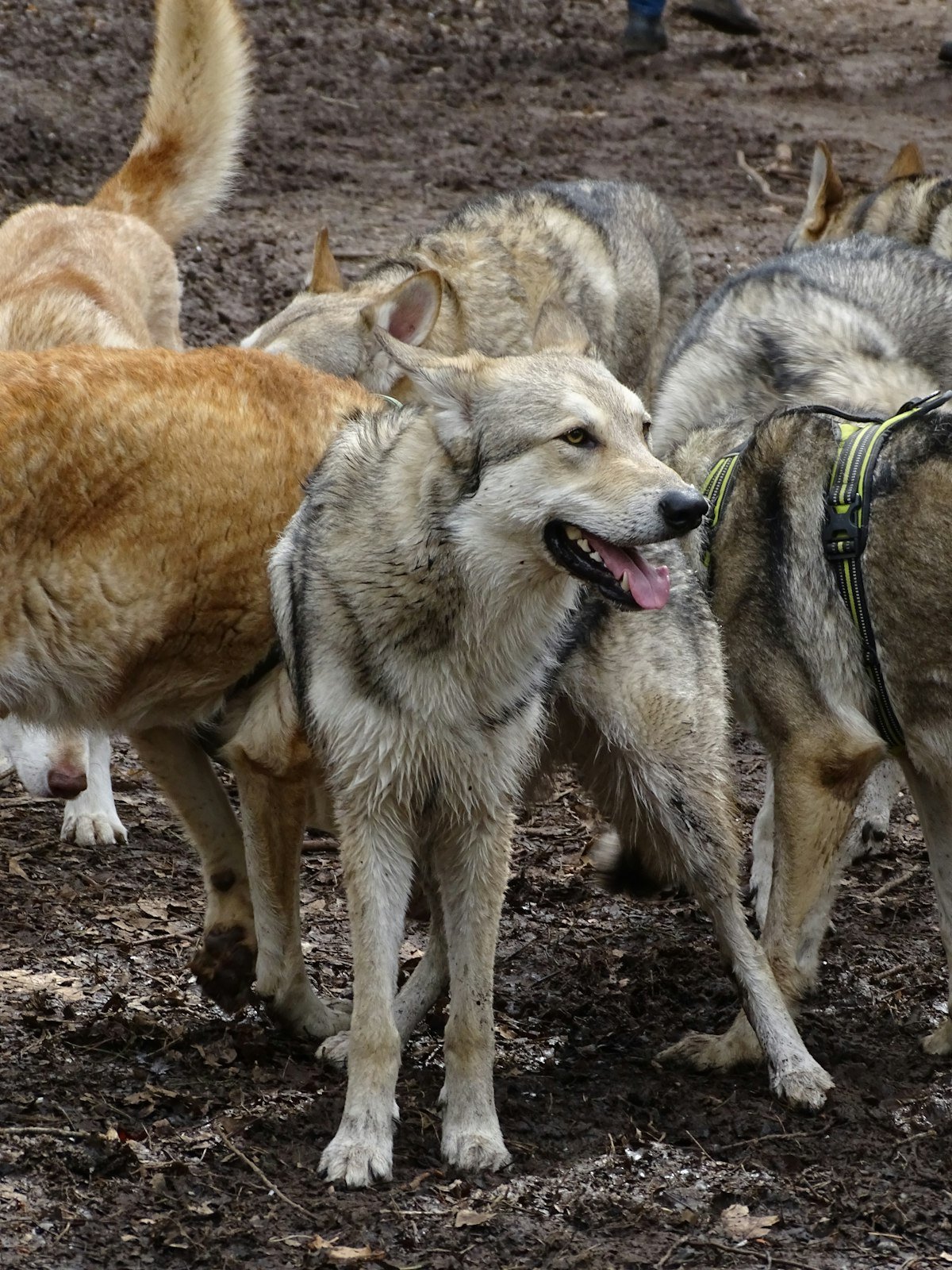 Do You Need a GPS Tracker for Every Dog in a Multi-Dog Household?