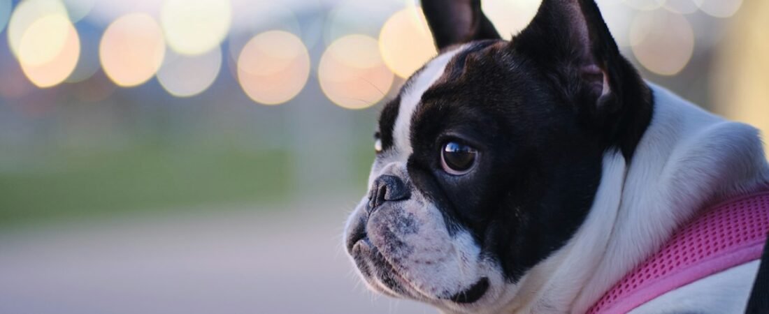 Life360 vs. Fi vs. Tractive: Which Pet GPS App Is Actually Best?