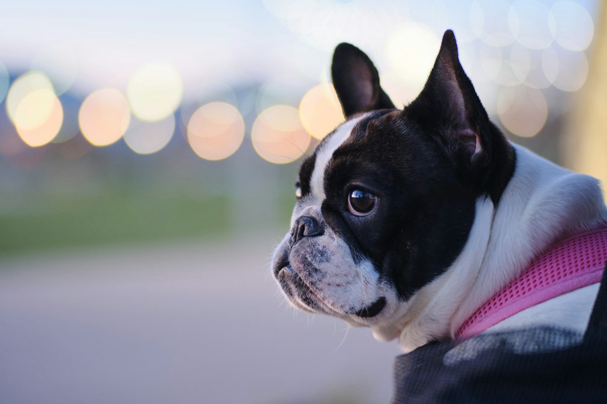 Life360 vs. Fi vs. Tractive: Which Pet GPS App Is Actually Best?