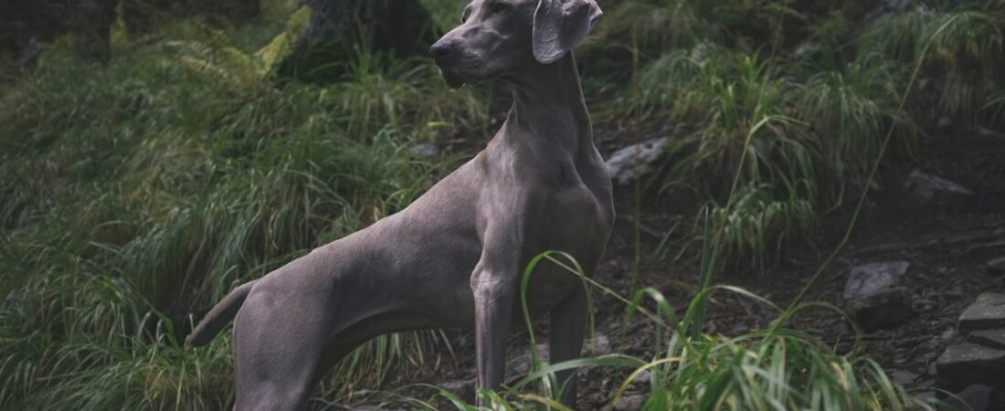 Garmin & Off-Grid GPS Trackers for Hunting Dogs (No Cell Service Needed)