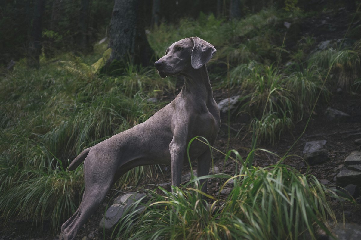 Garmin & Off-Grid GPS Trackers for Hunting Dogs (No Cell Service Needed)
