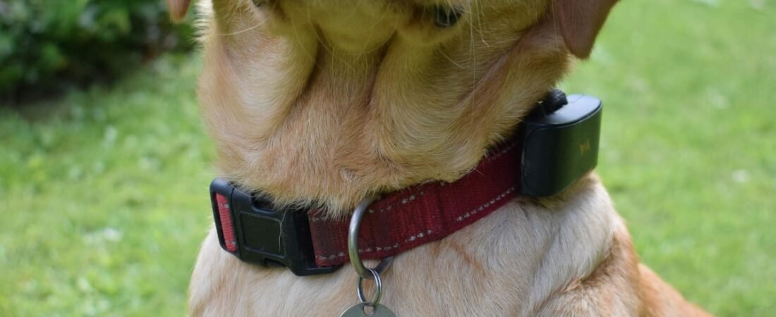 How Accurate Are Dog GPS Trackers, Really? (The Honest Numbers)