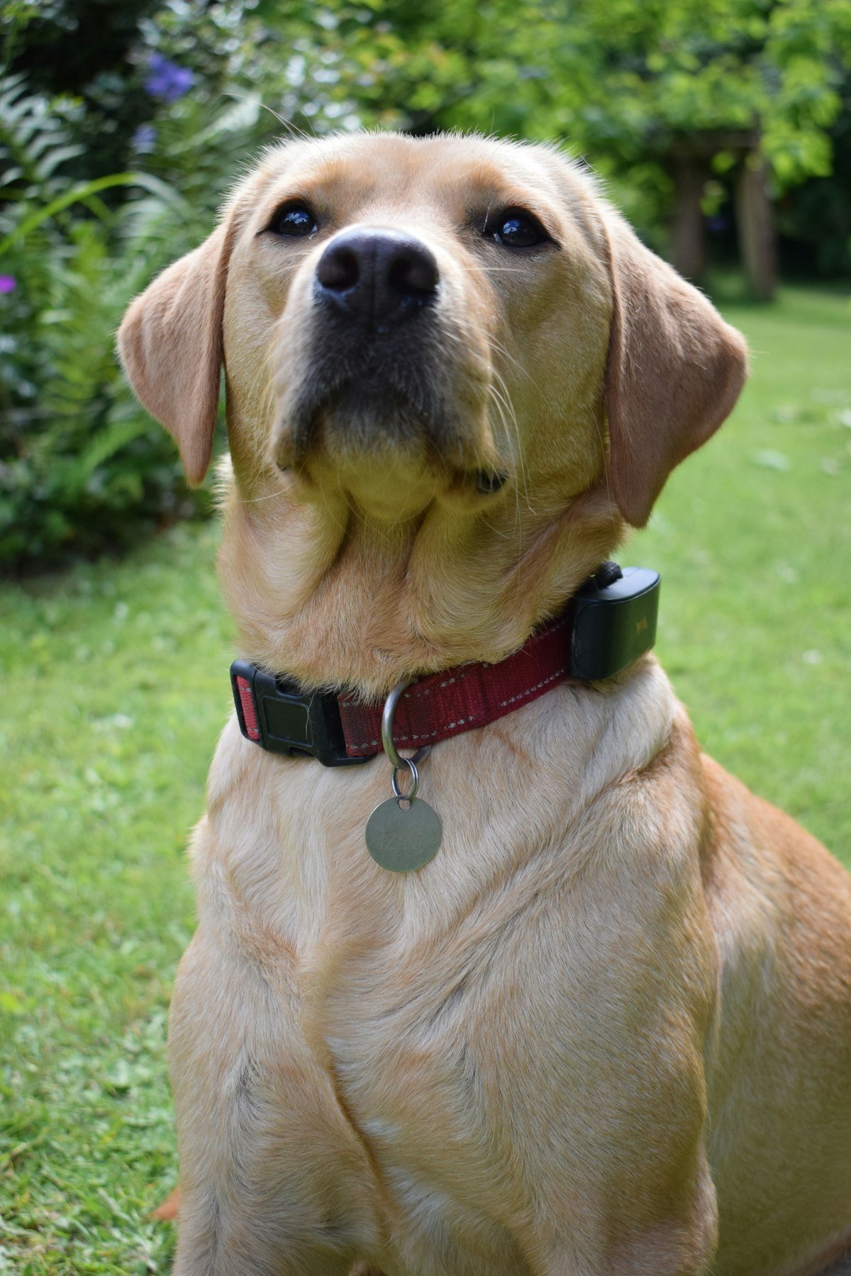 How Accurate Are Dog GPS Trackers, Really? (The Honest Numbers)