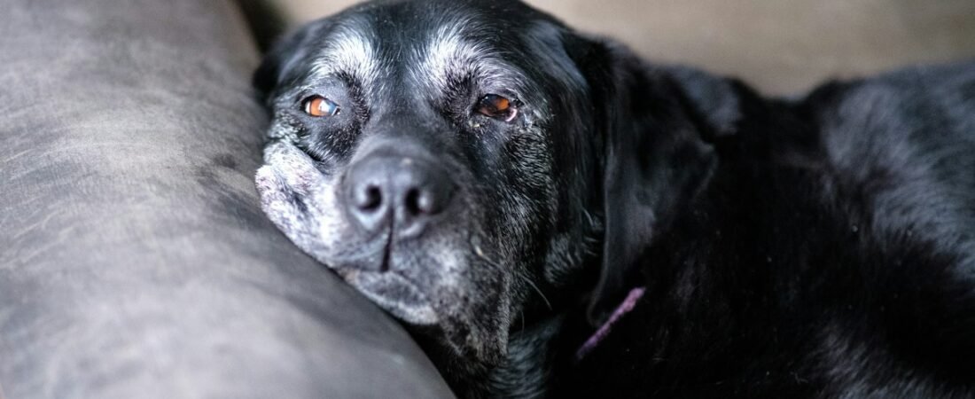 Best GPS Tracker for Senior Dogs (Cognitive Decline & Wandering)