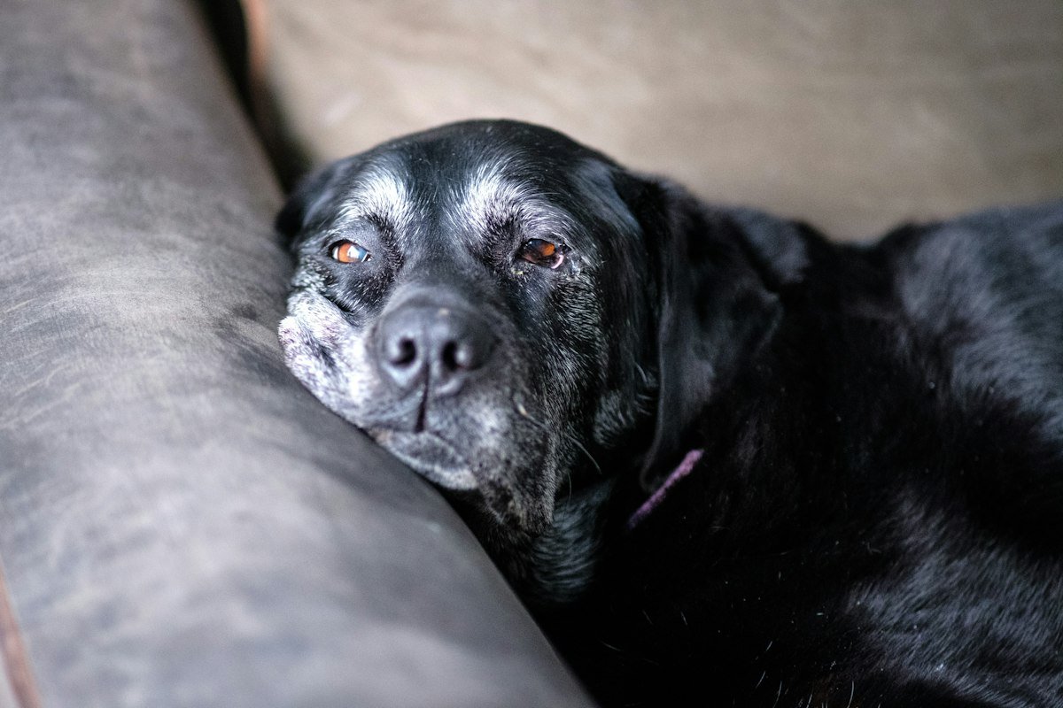 Best GPS Tracker for Senior Dogs (Cognitive Decline & Wandering)