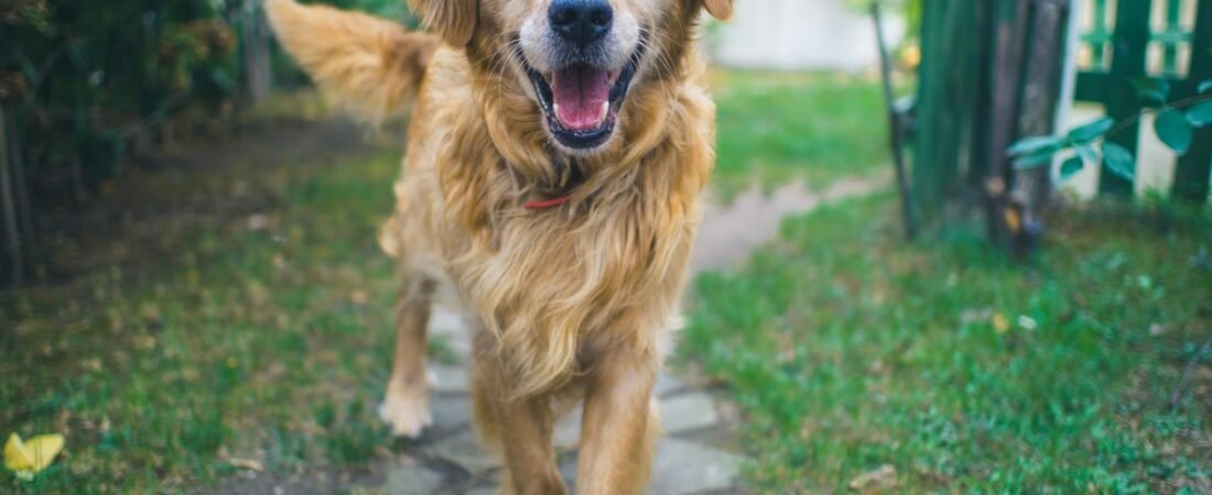 Best GPS Trackers for Apartment & City Dogs