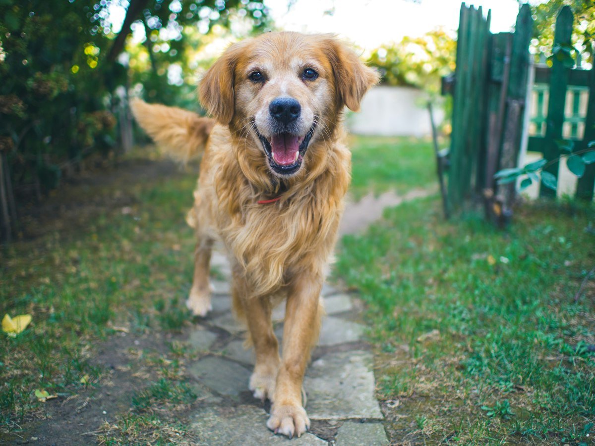 Best GPS Trackers for Apartment & City Dogs