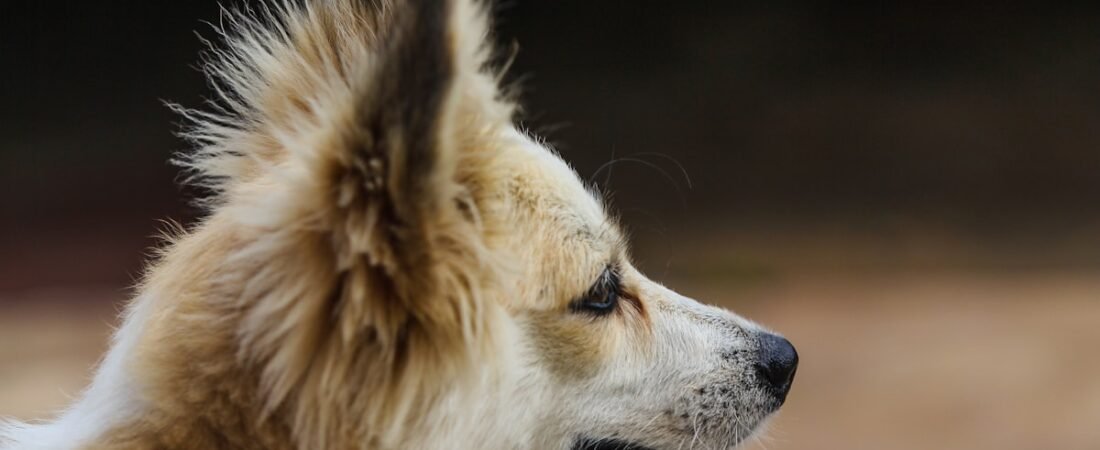Is the Fi Dog Collar Worth It? An Honest Buyer’s Guide (2026)