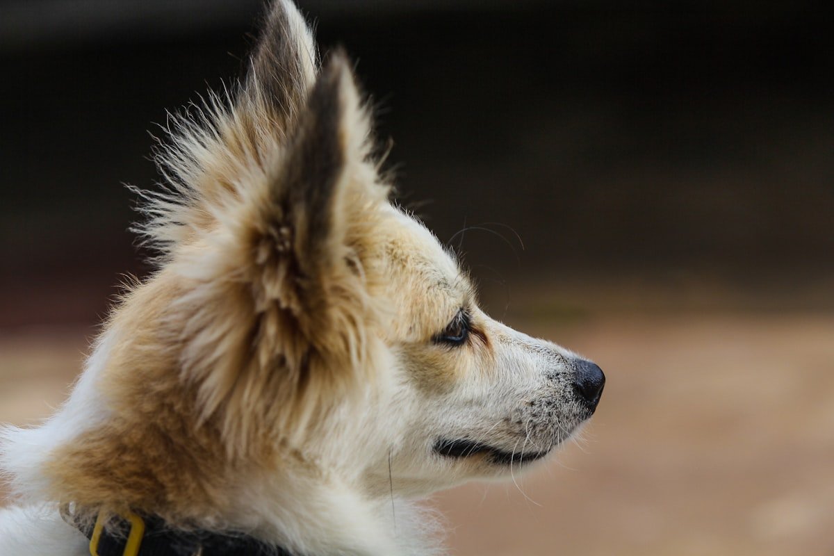 Is the Fi Dog Collar Worth It? An Honest Buyer’s Guide (2026)